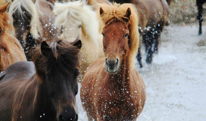 Wild Horses in Landmannalaugar - Iceland